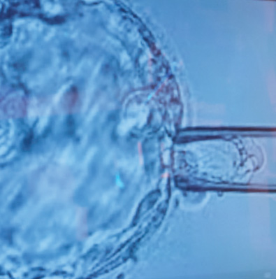 Tüp Bebek Laboratuvarı