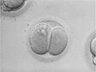 2 hücreli embriyo
