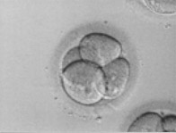 4 hücreli embriyo