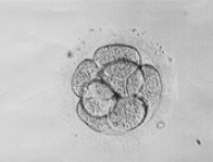 8 hücreli embriyo
