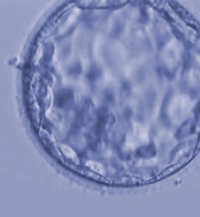 Embriyo Kalitesi
